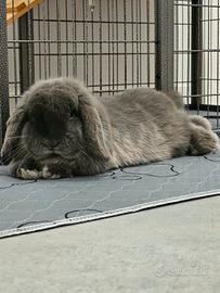 minilop ariete nano - Animali In vendita a Milano