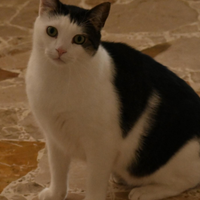 Coccoloso
