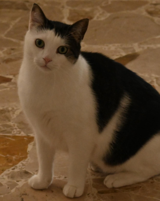 Coccoloso