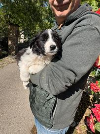 Cuccioli Border collie