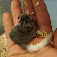 Graphiurus Murinus - Minighiro Coda Bianca