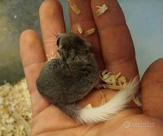 Graphiurus Murinus - Minighiro Coda Bianca