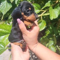 Bassotto Tedesco Cuccioli
