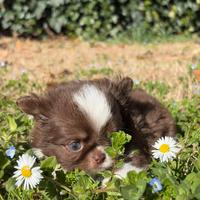 Chihuahua