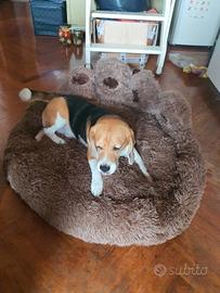 Cane per accoppiamento per cuccioli