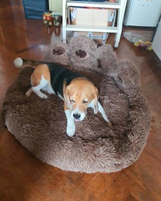 Cane per accoppiamento per cuccioli