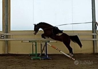 Pony