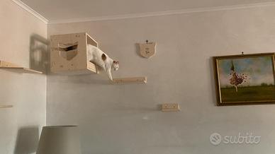 🐾 Percorso per gatti in legno fatto a mano