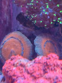 Corallo lobophyllia