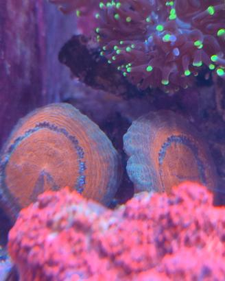 Corallo lobophyllia