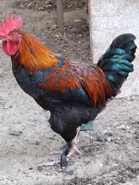Gallo e galline Marans