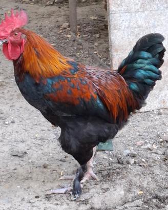 Gallo e galline Marans