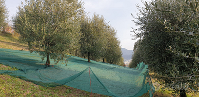 Uliveto e terreno