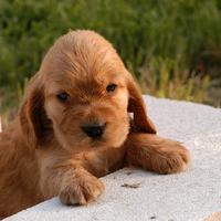 Cocker Spaniel Inglese maschietti