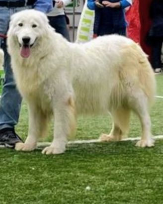 Cuccioli Pastore Abruzzese Maremmano
