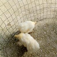 Galli e galline morosetta