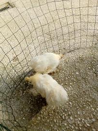 Galli e galline morosetta