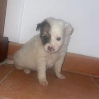 Volpino Spitz