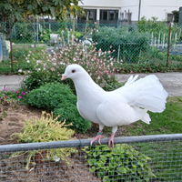 Colombe pavoncelle