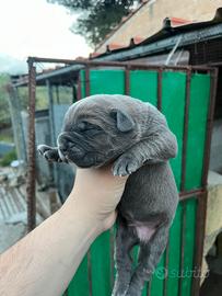 Cuccioli cane corso Italiano