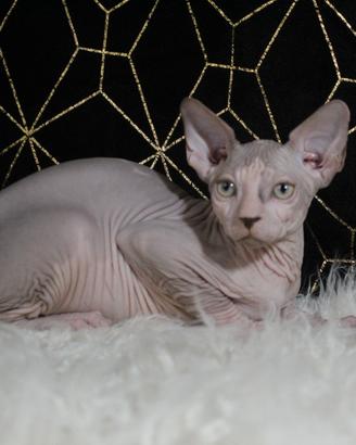 maschio sphynx 