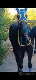 Cavallo p.s.i
