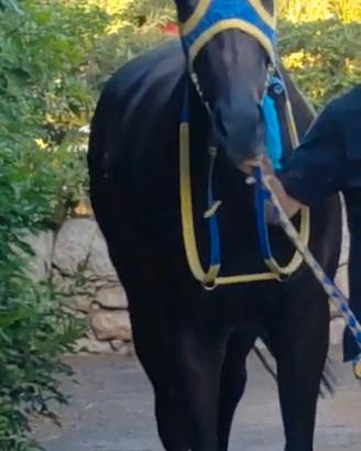 Cavallo p.s.i