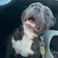 American bully