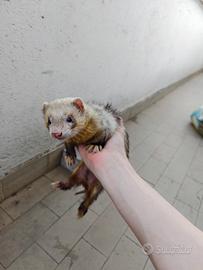 Furetto