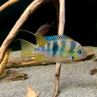 5 pesci acquario