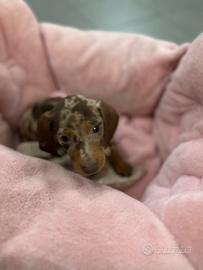 Bassotto Kaninchen e nano