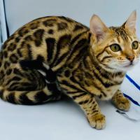 Gatto del bengala
