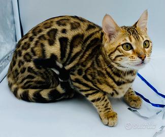 Gatto del bengala