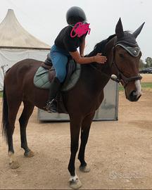 Cavallo