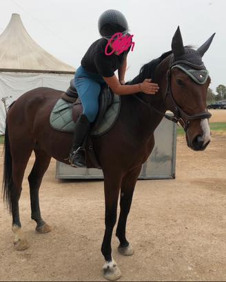 Cavallo