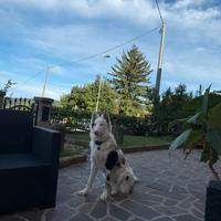 Cucciolo di cane