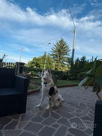 Cucciolo di cane
