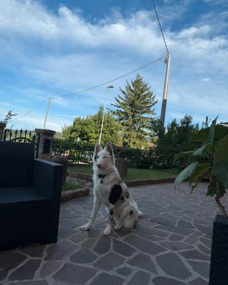 Cucciolo di cane
