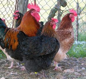 Coppia polli/galline razza Marans e wyandotte 2025