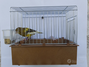 Canarini Timbrado Spagnolo