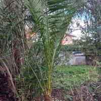 palme da giardino