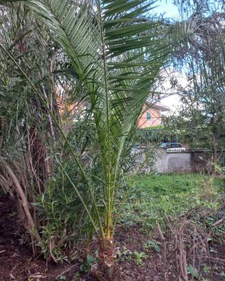 palme da giardino