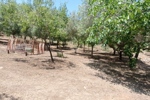 Terreno agricolo