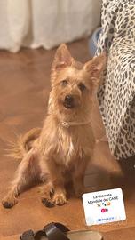 Si regala meticcio maschio