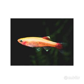 Pesci laghetto o acquario