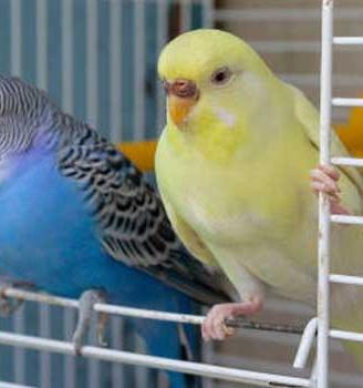 Pappagalli cocorite giovani disponibili vari color