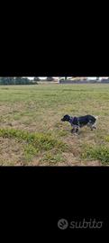 Setter femmina 6 nesi