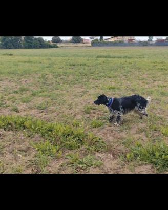 Setter femmina 6 nesi