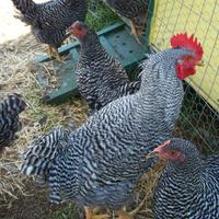 Galline ruspanti