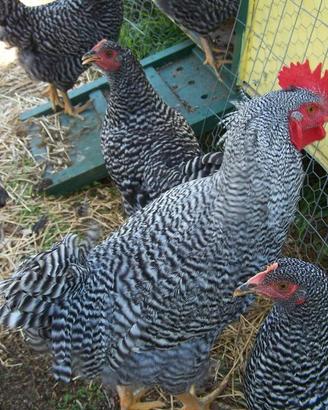 Galline ruspanti